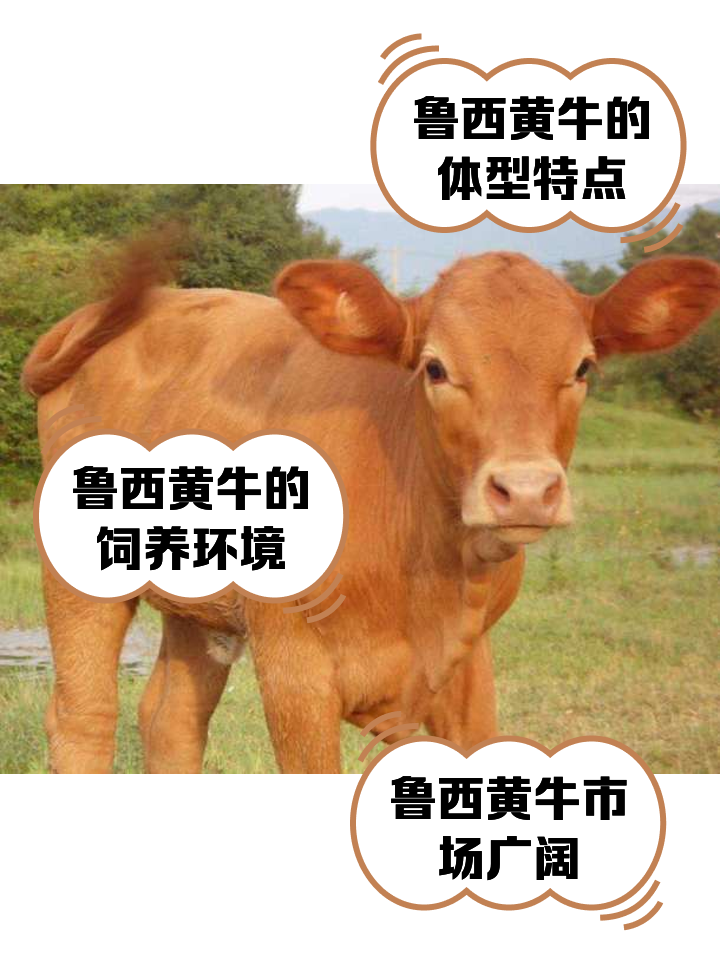 西双版纳最新医保取现黄牛方法分析(最方便真实的西双版纳医保取现黄牛怎么取方法)